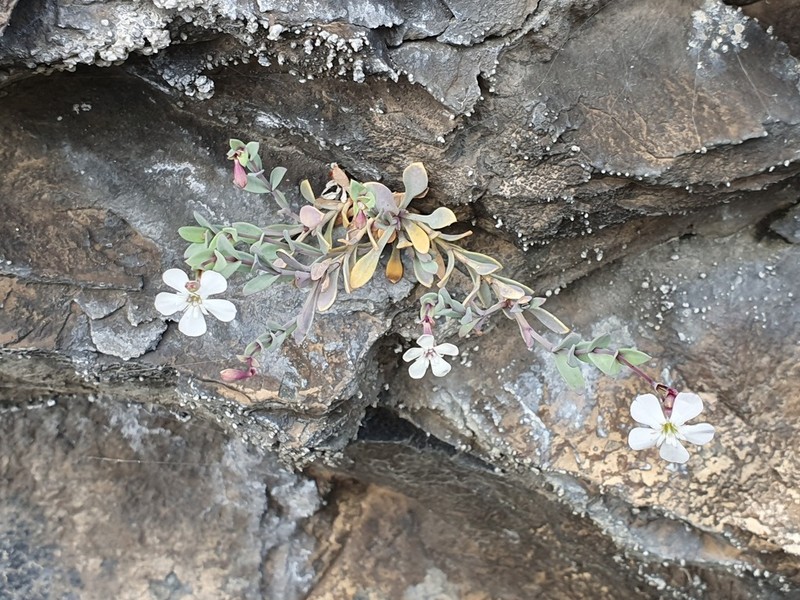 Petrocoptis glaucifolia photo 7