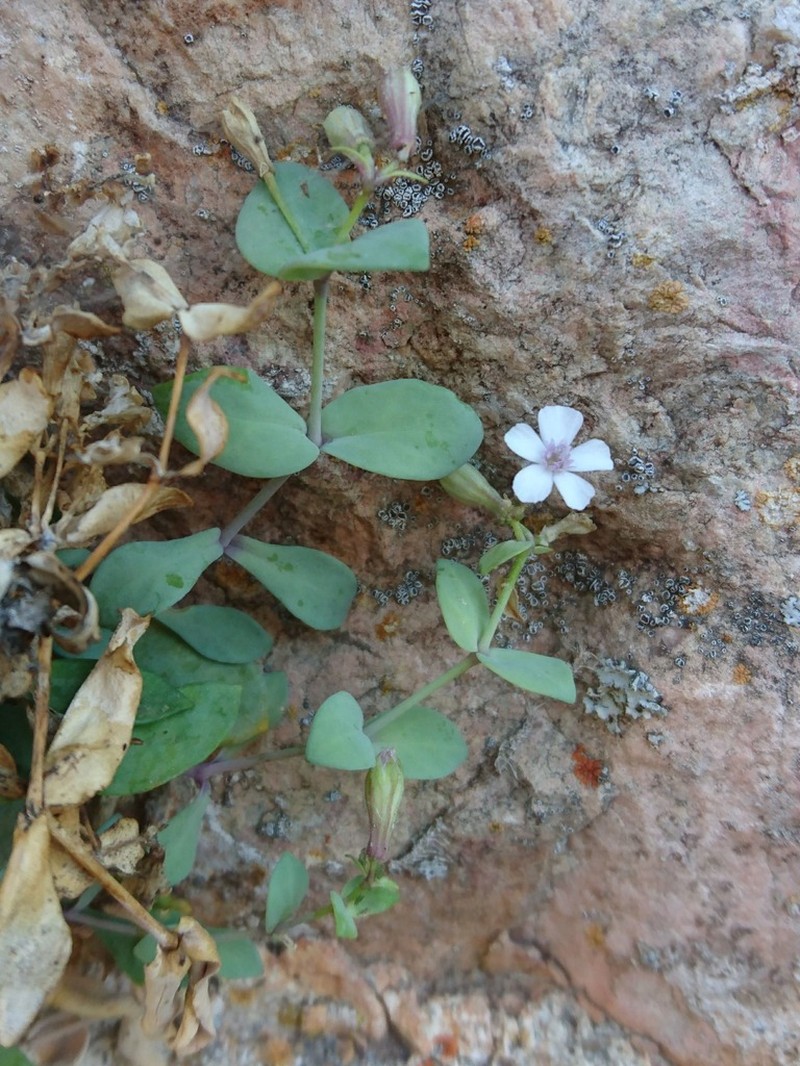 Petrocoptis glaucifolia photo 8
