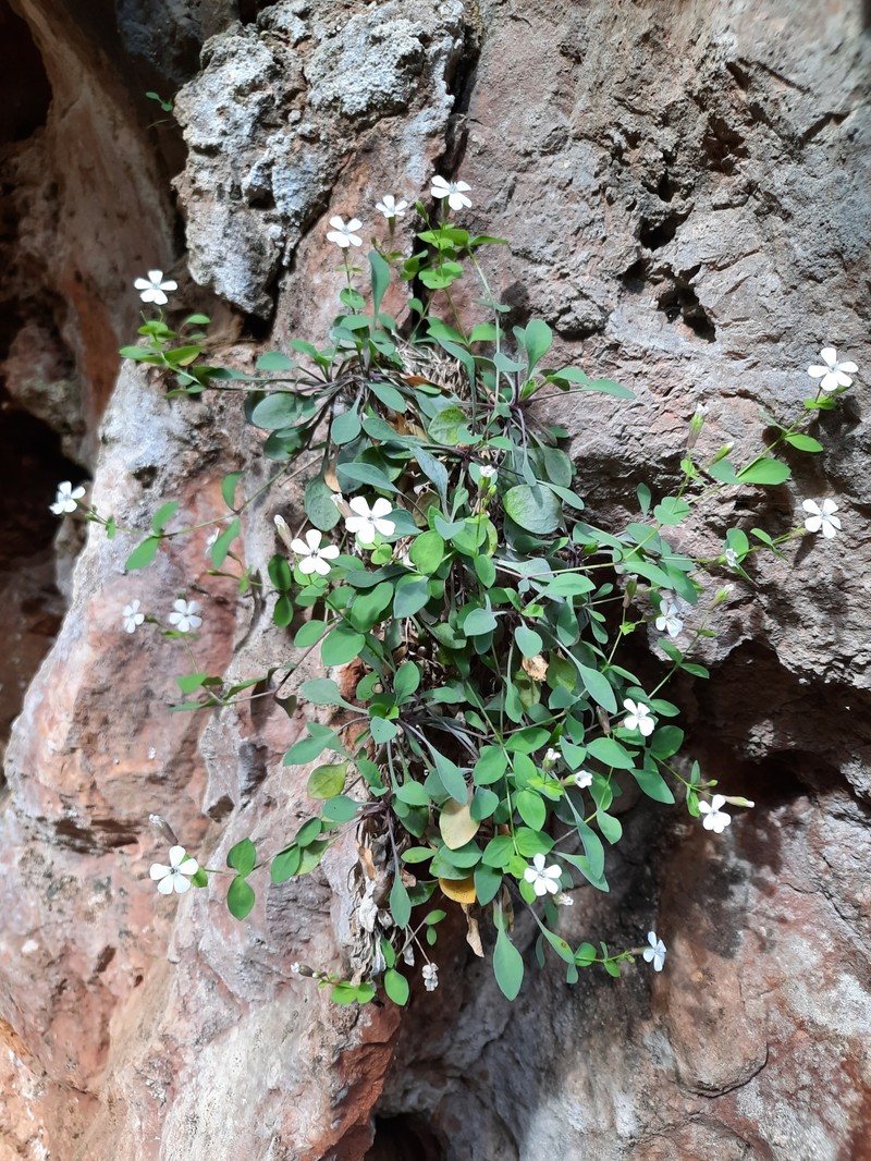Petrocoptis glaucifolia subsp. viscosa