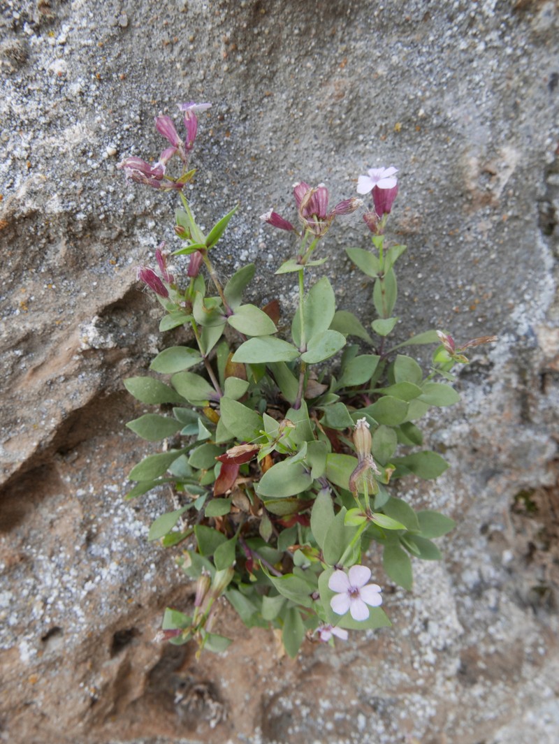 Petrocoptis glaucifolia subsp. viscosa photo 2