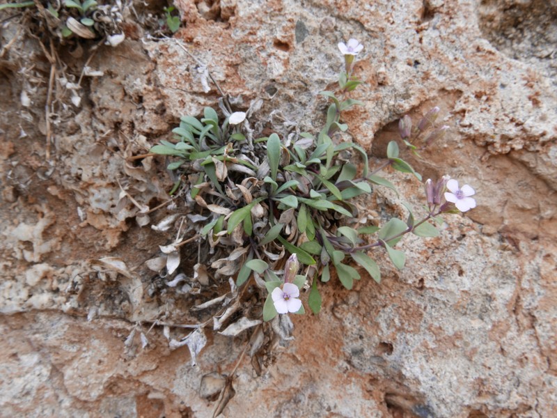 Petrocoptis glaucifolia subsp. viscosa photo 3