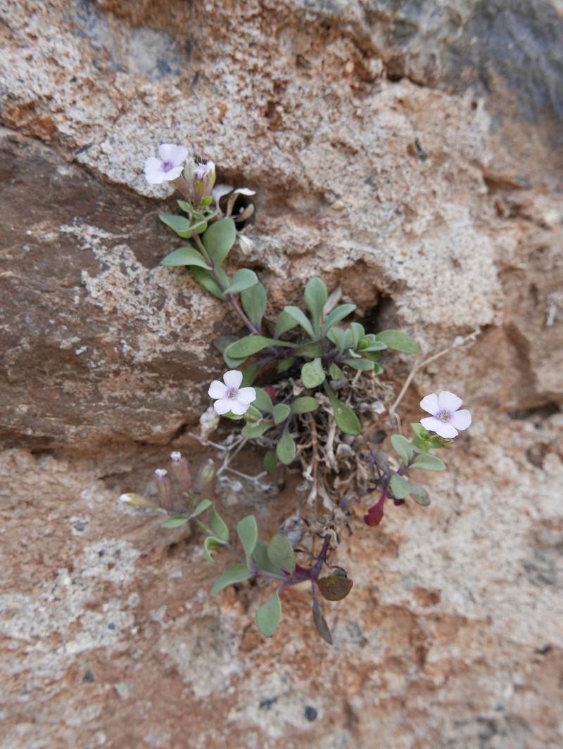 Petrocoptis glaucifolia subsp. viscosa photo 4