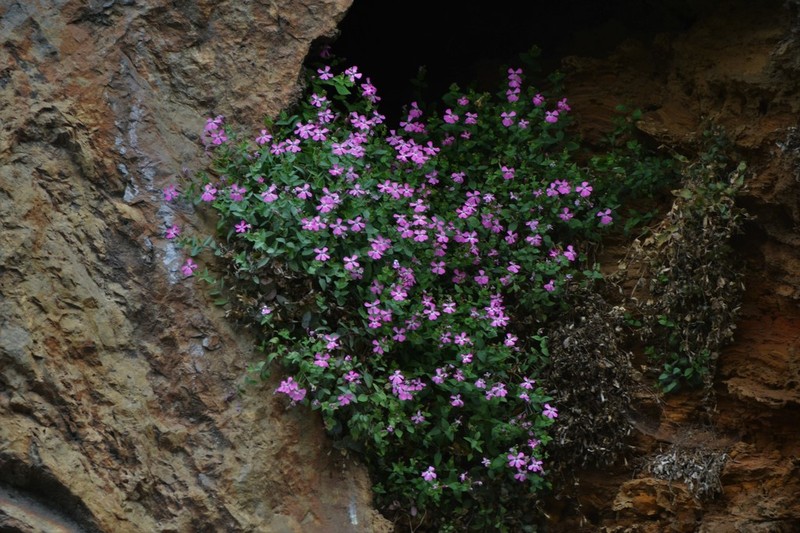Petrocoptis grandiflora
