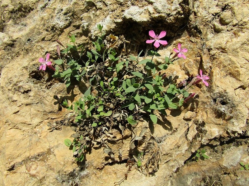 Petrocoptis grandiflora photo 2