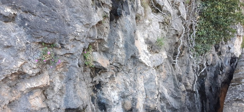 Petrocoptis grandiflora photo 3