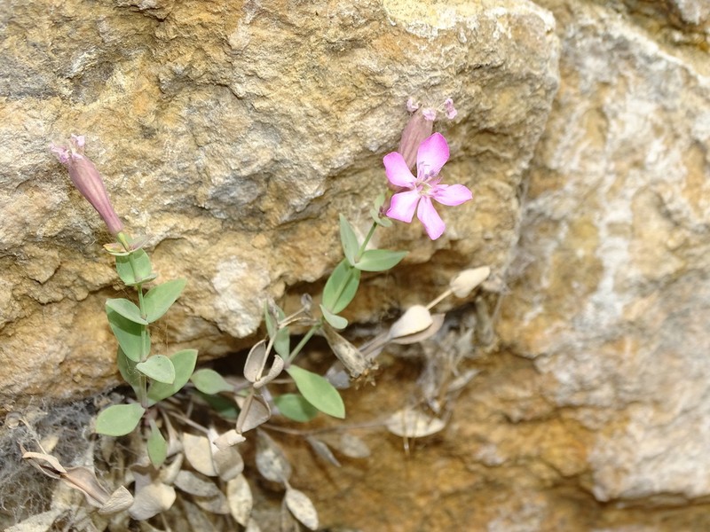 Petrocoptis grandiflora photo 4