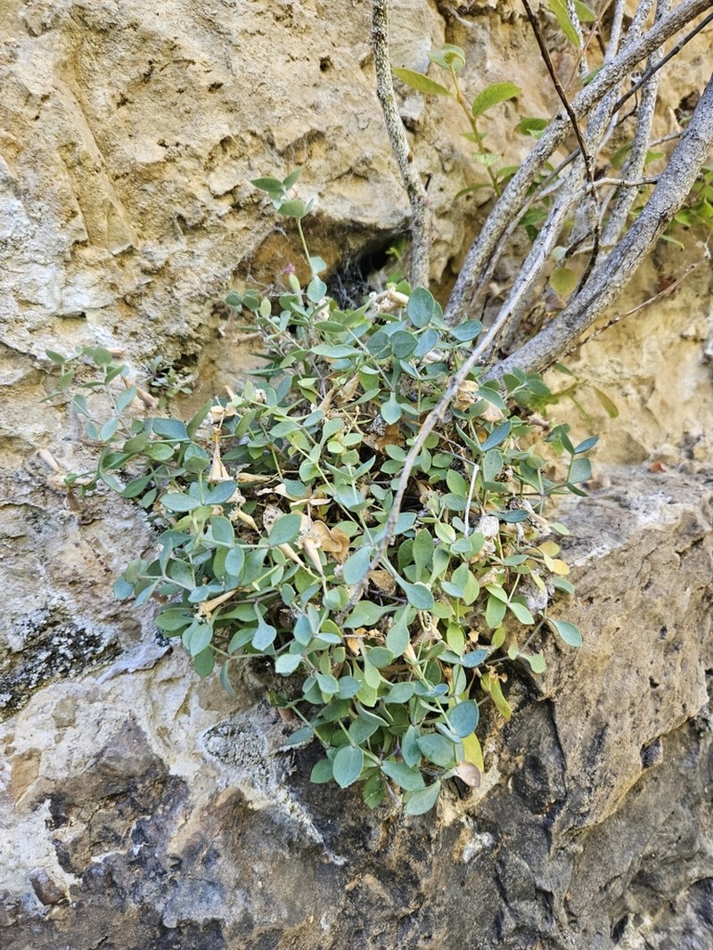 Petrocoptis grandiflora photo 6