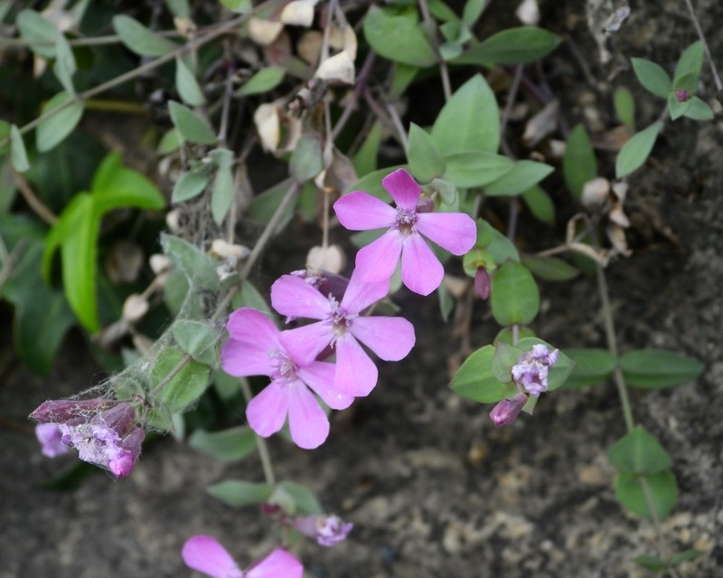 Petrocoptis grandiflora photo 7