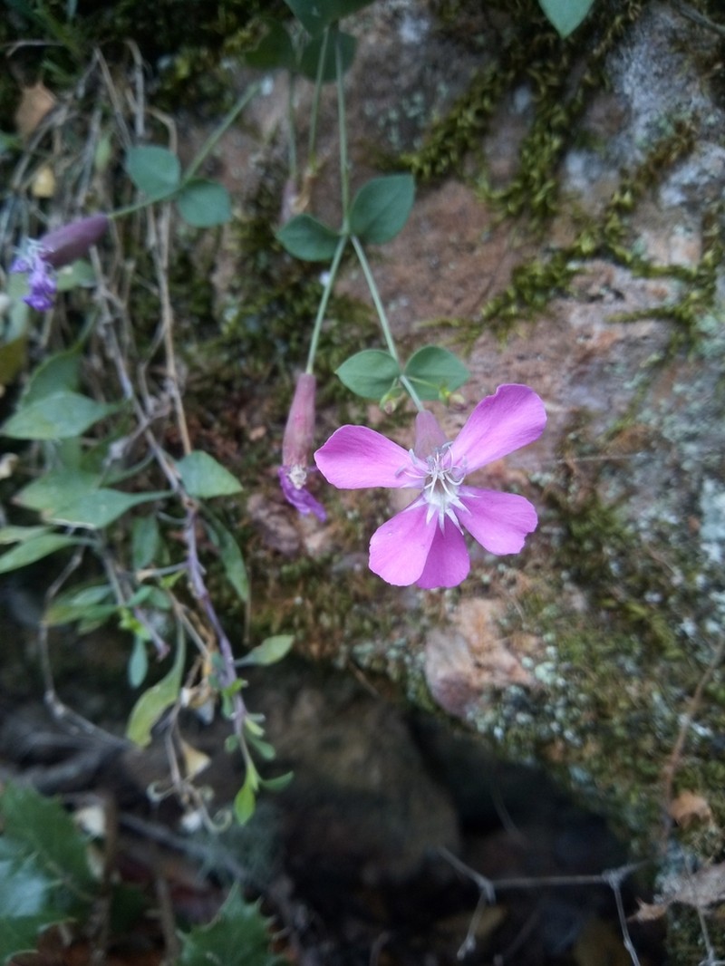 Petrocoptis grandiflora photo 8