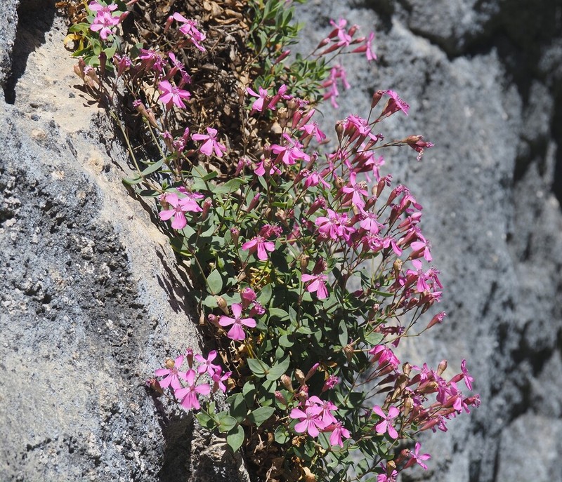 Petrocoptis guarensis