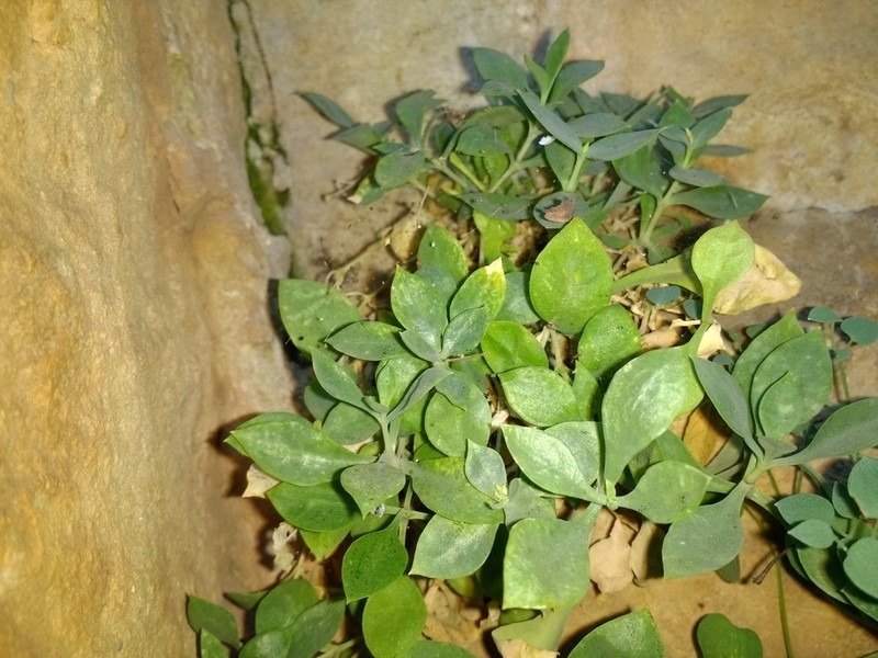 Petrocoptis guarensis photo 2