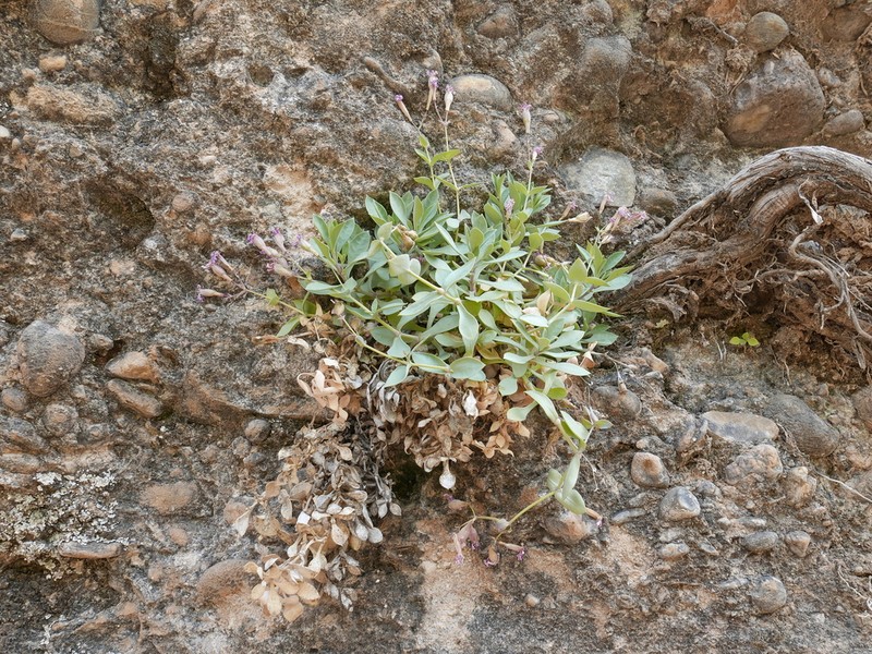 Petrocoptis guarensis photo 3