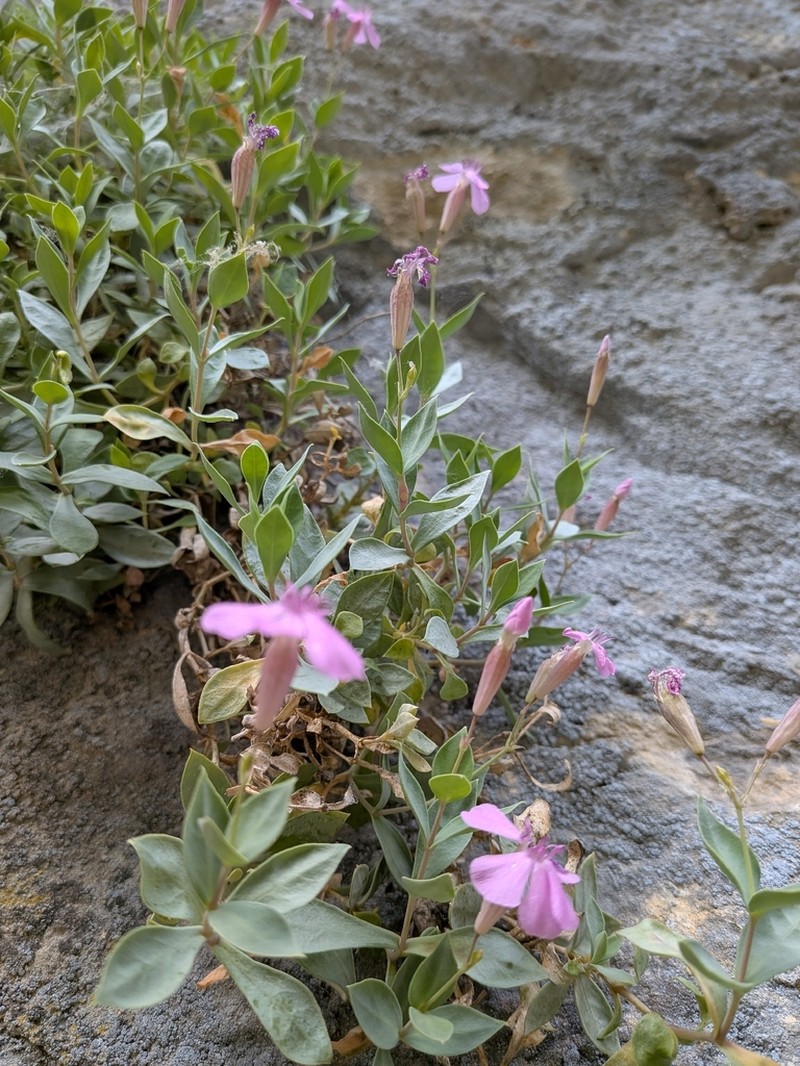 Petrocoptis guarensis photo 4