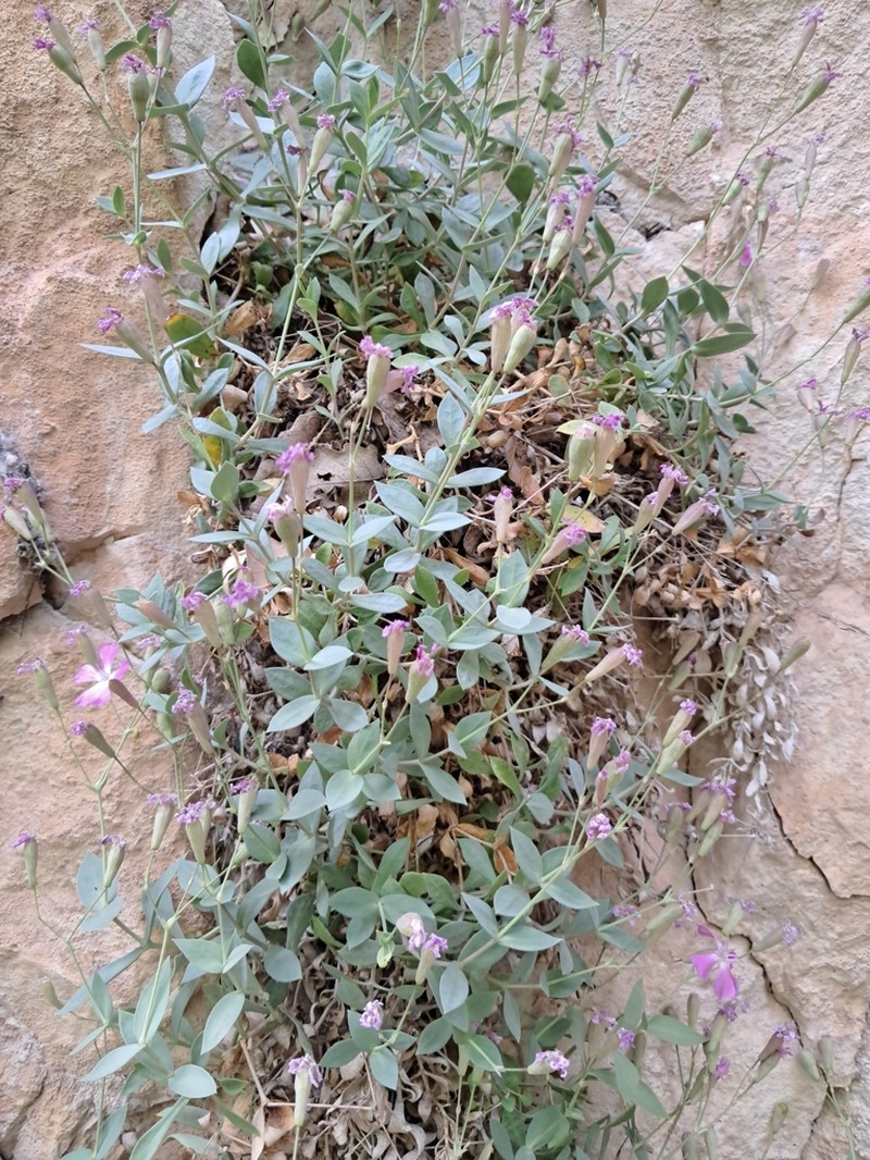Petrocoptis guarensis photo 5