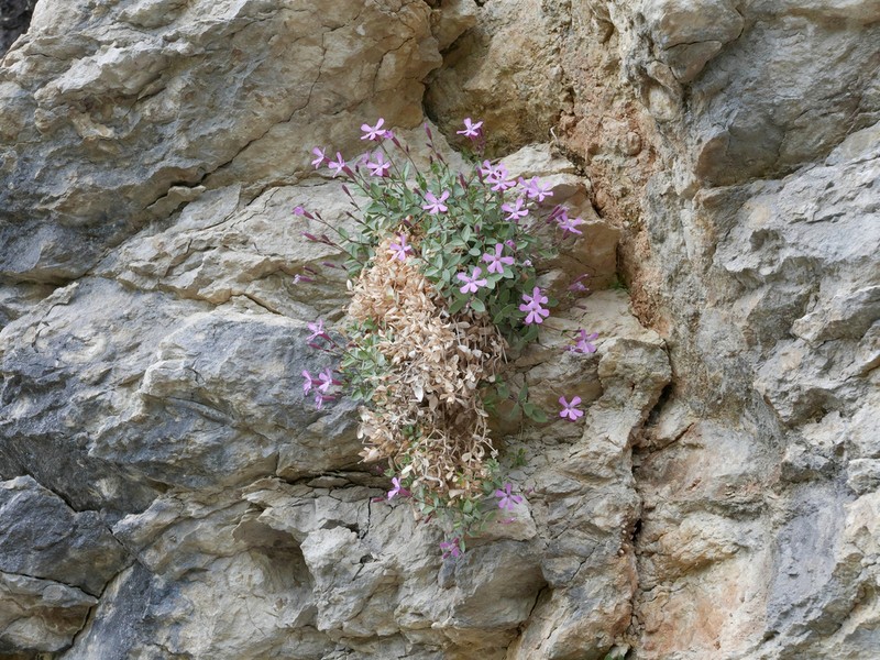 Petrocoptis guarensis photo 6