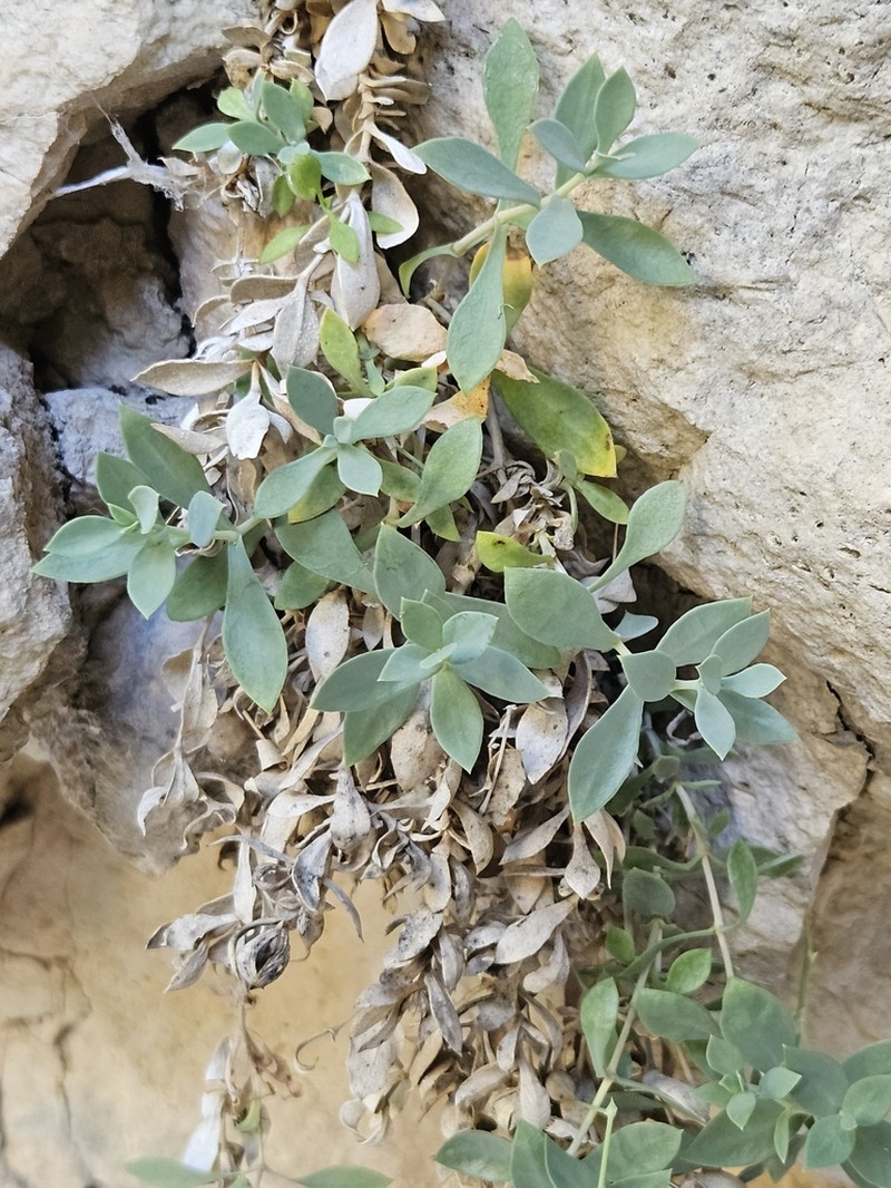 Petrocoptis guarensis photo 7