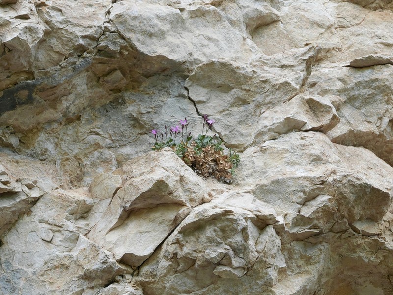 Petrocoptis guarensis photo 8