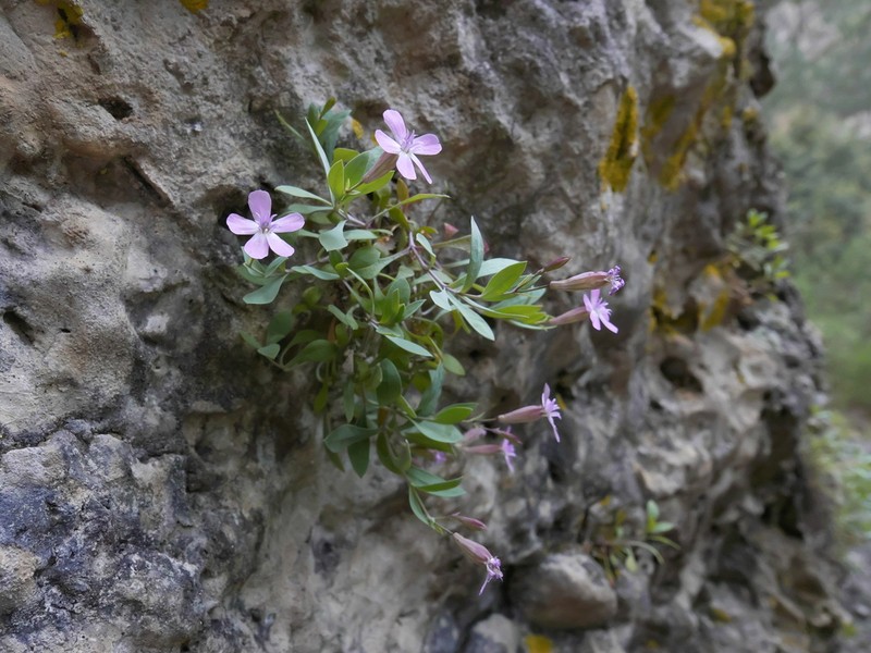 Petrocoptis pardoi