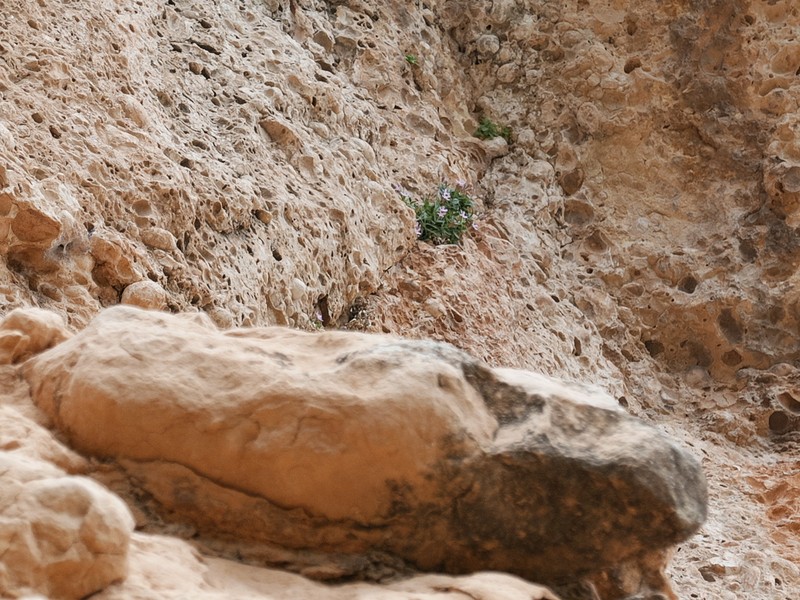 Petrocoptis pardoi photo 2