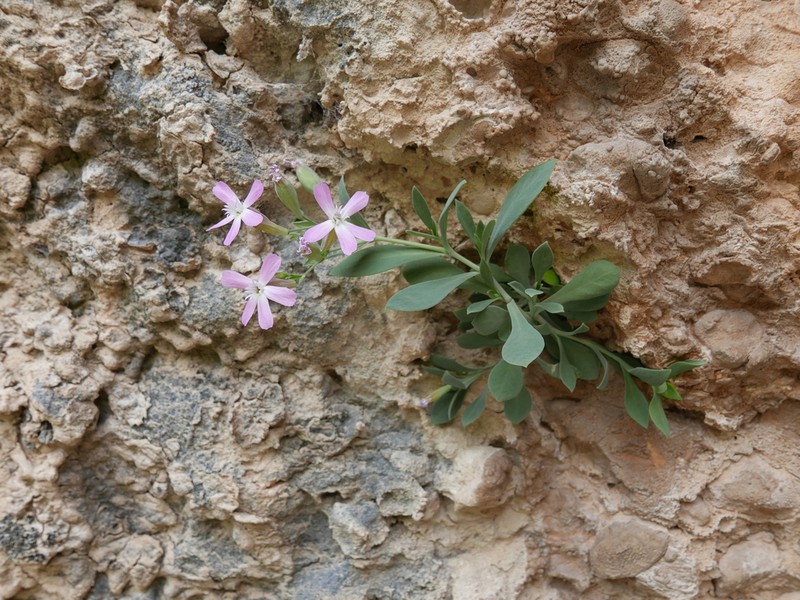 Petrocoptis pardoi photo 3