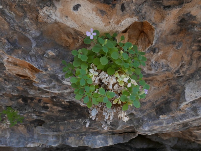 Petrocoptis pardoi photo 4