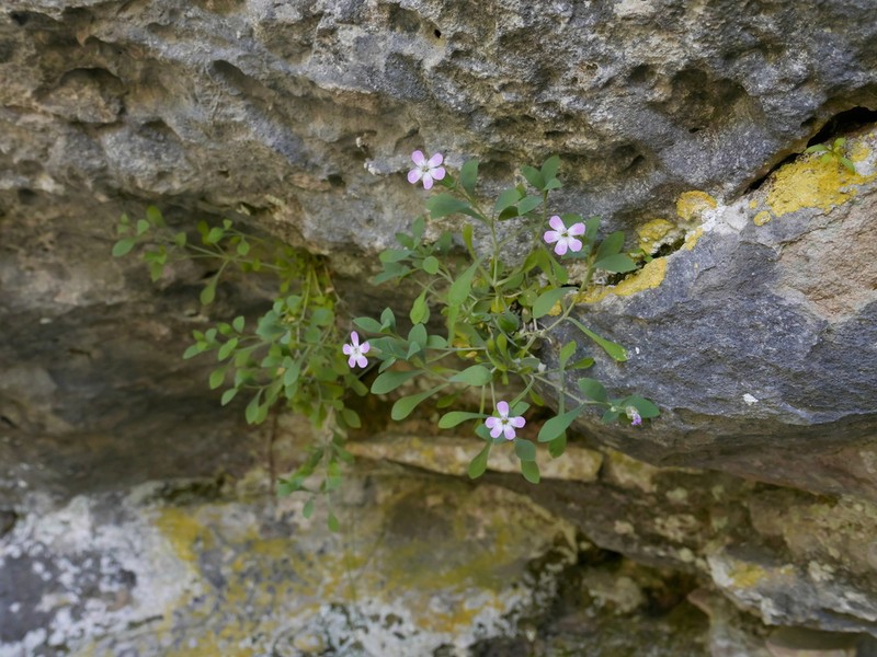 Petrocoptis pardoi photo 5