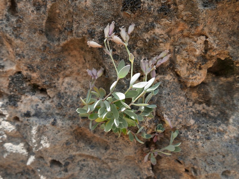Petrocoptis pardoi photo 6