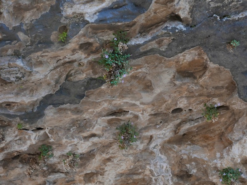 Petrocoptis pardoi photo 7