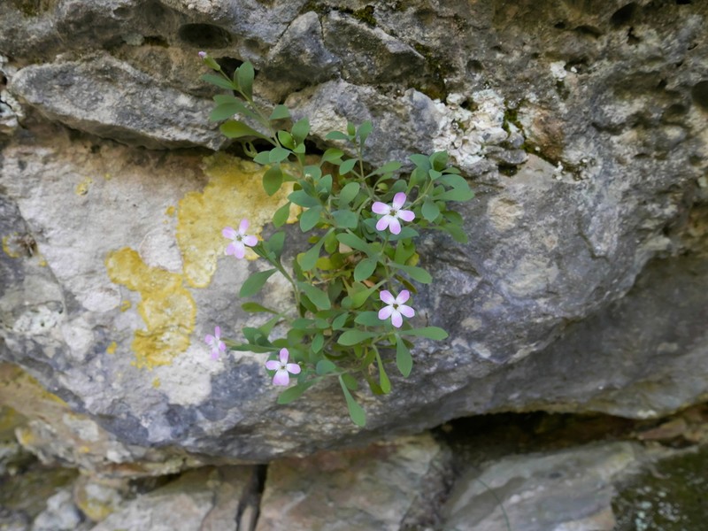 Petrocoptis pardoi photo 8