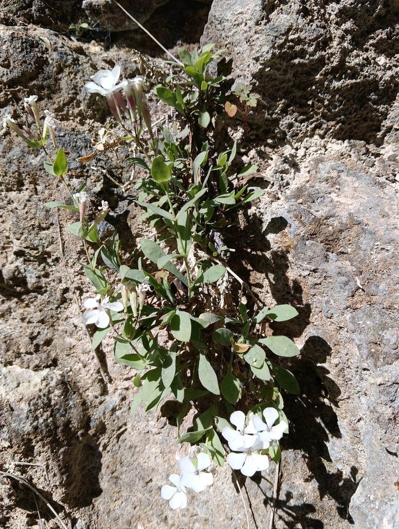 Petrocoptis pseudoviscosa