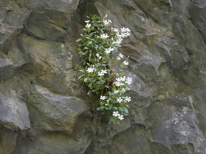 Petrocoptis pseudoviscosa photo 2
