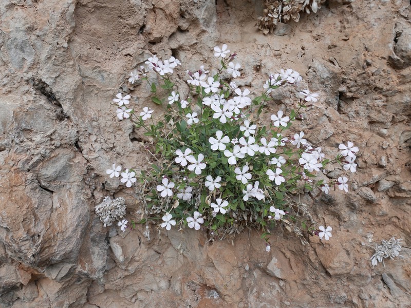 Petrocoptis pseudoviscosa photo 3