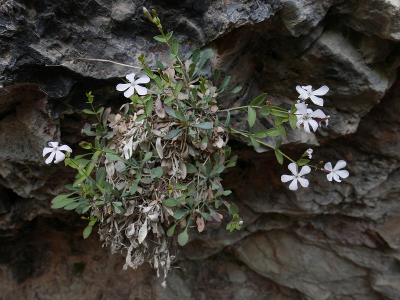 Petrocoptis pseudoviscosa photo 4