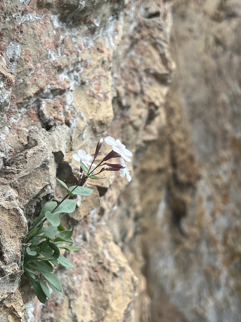 Petrocoptis pseudoviscosa photo 5