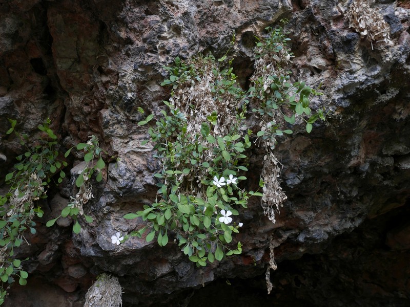 Petrocoptis pseudoviscosa photo 6