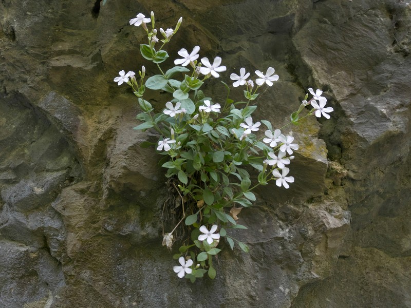 Petrocoptis pseudoviscosa photo 7