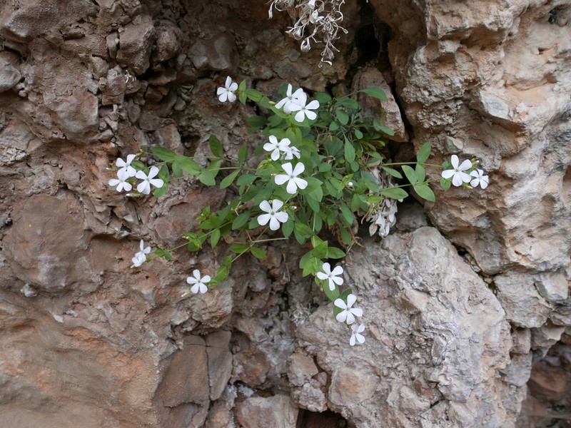 Petrocoptis pseudoviscosa photo 8