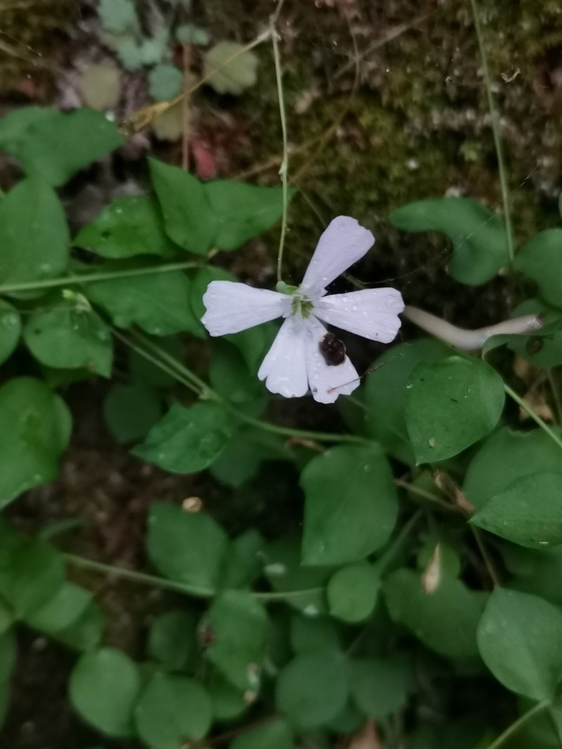 Petrocoptis pyrenaica
