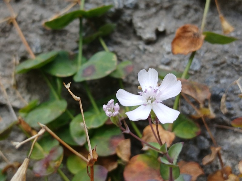 Petrocoptis pyrenaica photo 2