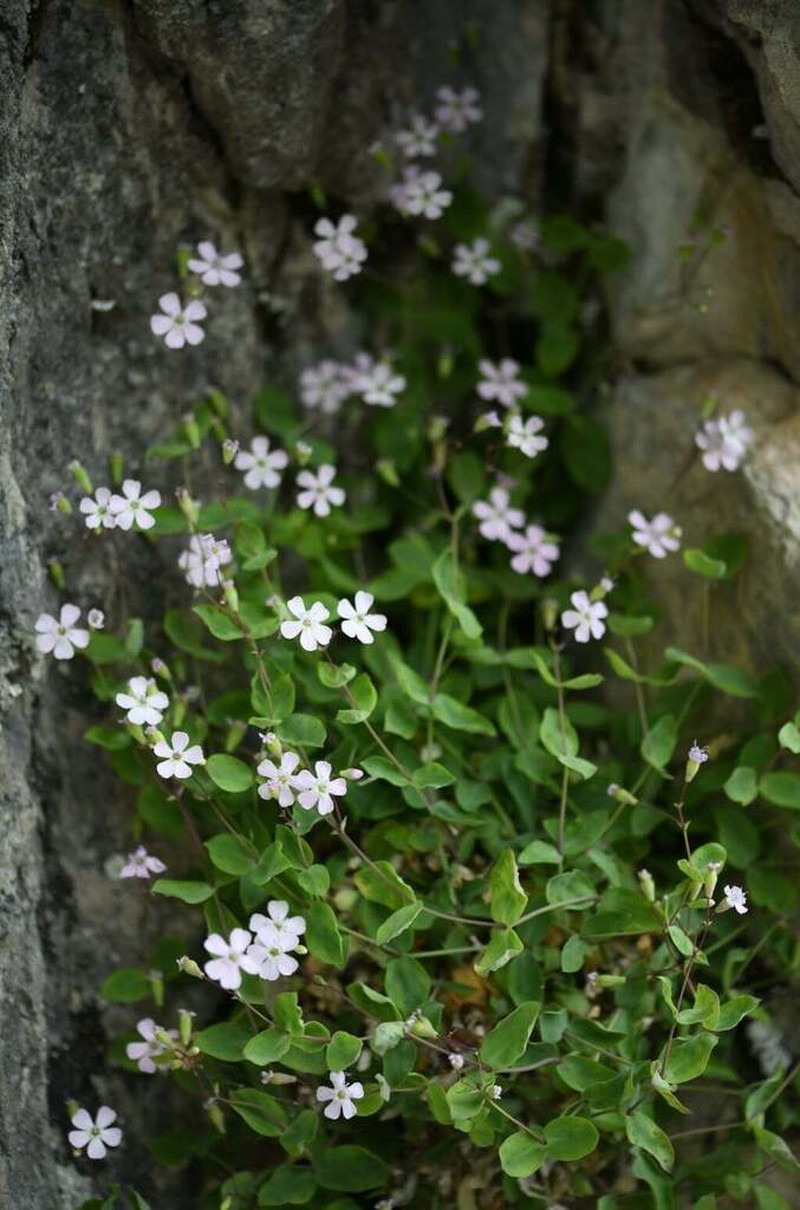 Petrocoptis pyrenaica photo 3