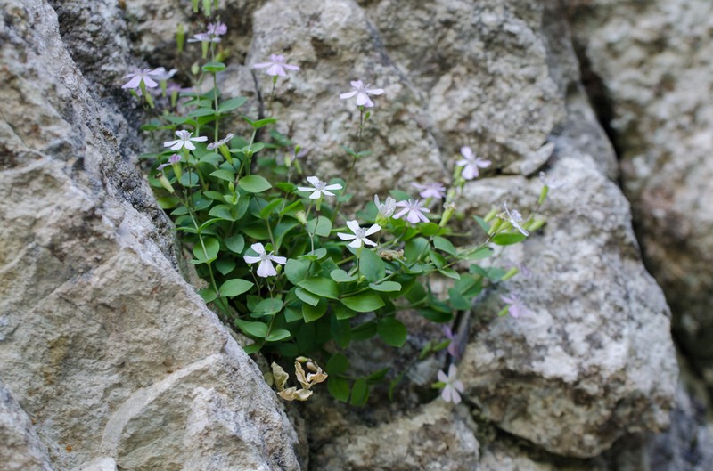 Petrocoptis pyrenaica photo 4