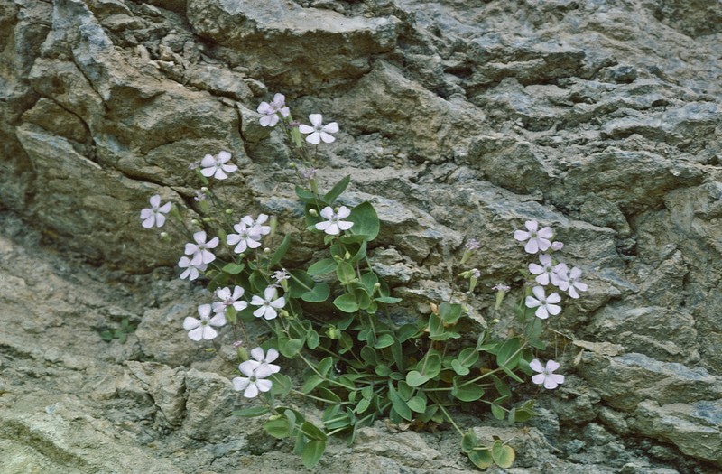 Petrocoptis pyrenaica photo 5