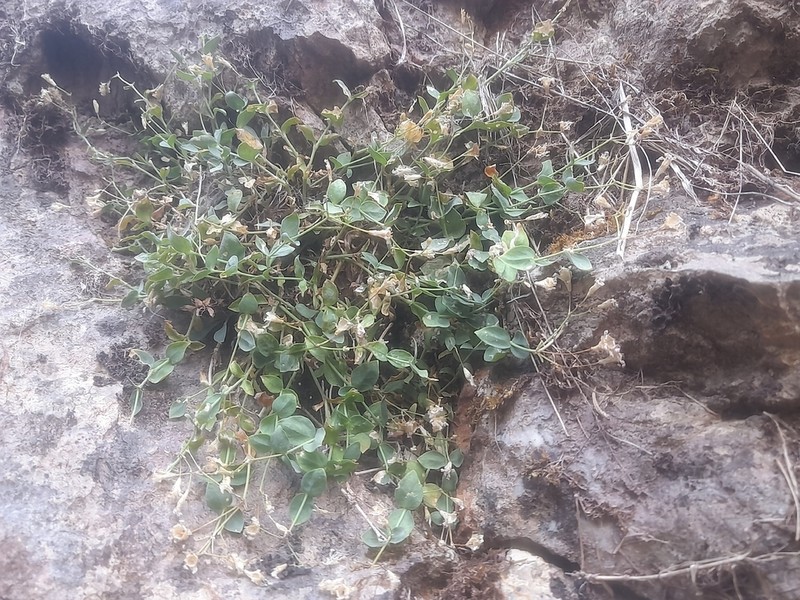 Petrocoptis pyrenaica photo 6