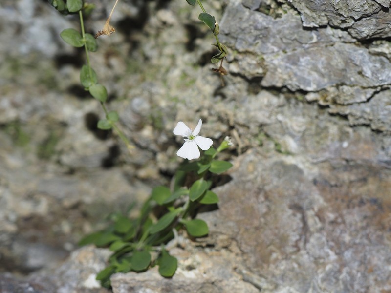 Petrocoptis pyrenaica photo 7