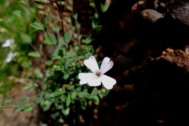 Petrocoptis pyrenaica photo 8