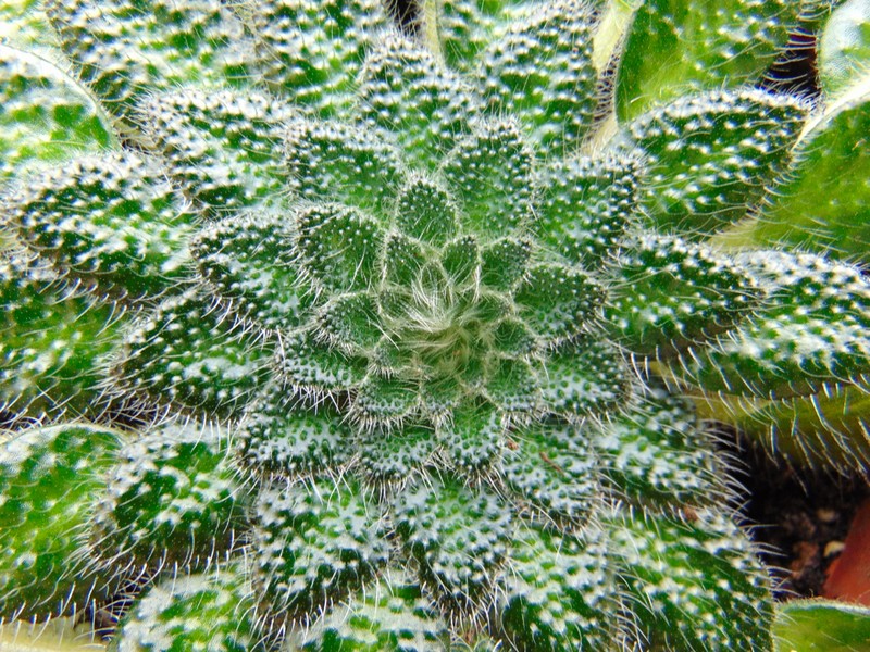 Petrocosmea cryptica