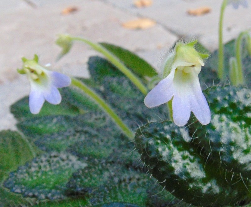 Petrocosmea cryptica photo 2