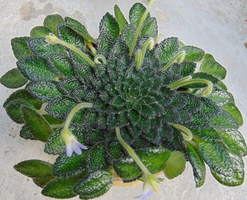 Petrocosmea cryptica photo 3