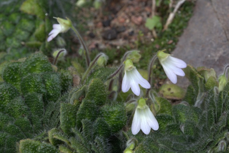 Petrocosmea cryptica photo 4