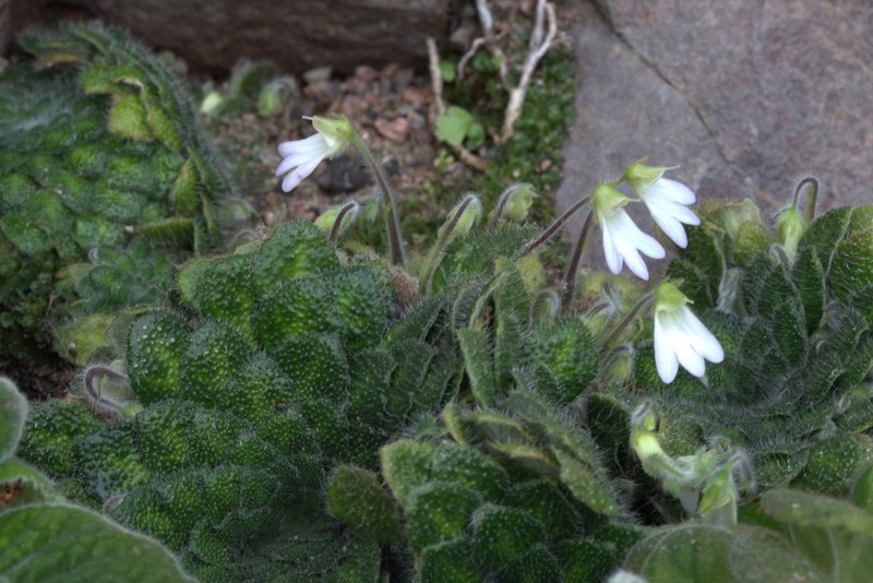 Petrocosmea cryptica photo 5